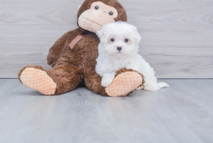 Playful Maltese Baby