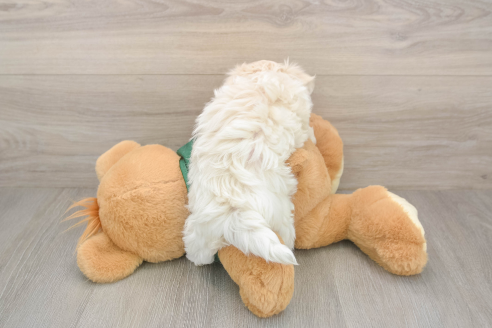 Cute Maltese Purebred Puppy