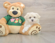 10 week old Maltese Puppy For Sale - Premier Pups