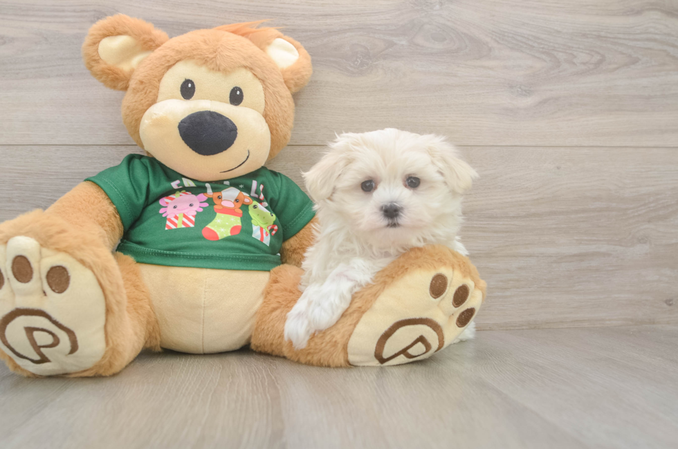 11 week old Maltese Puppy For Sale - Premier Pups