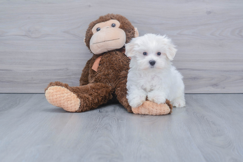 Maltese Pup Being Cute