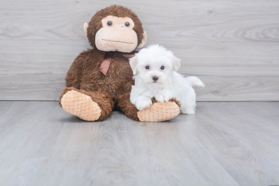 Friendly Maltese Purebred Pup