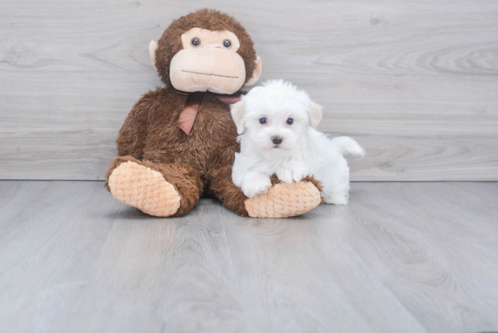 Friendly Maltese Purebred Pup