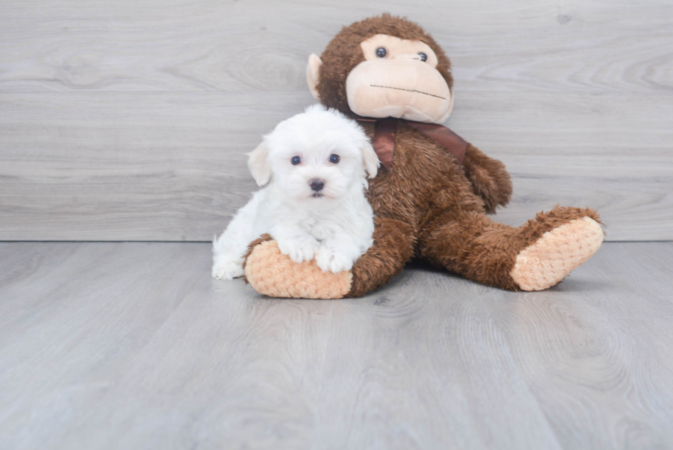 Small Maltese Baby