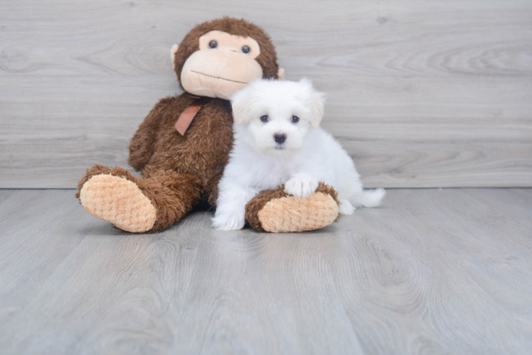 Maltese Puppy for Adoption
