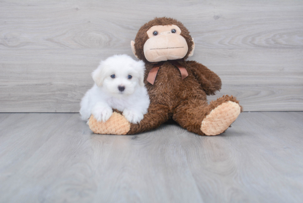 Maltese Pup Being Cute