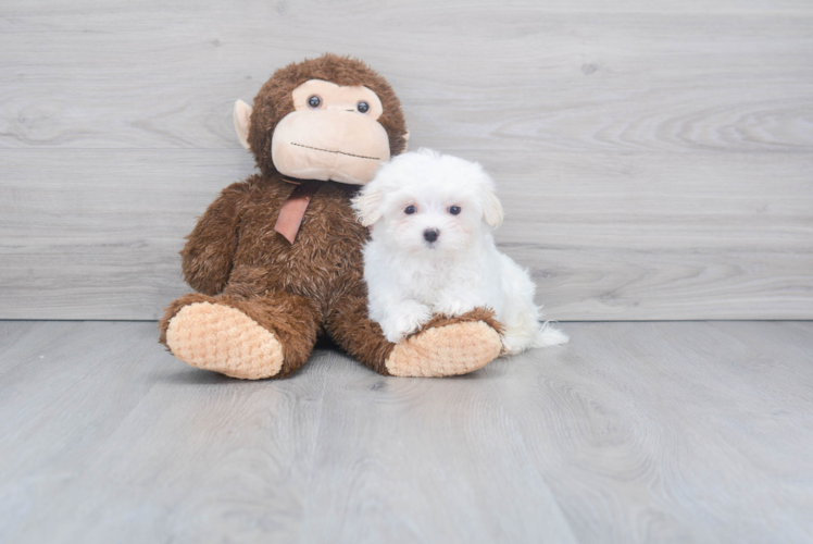 Maltese Pup Being Cute