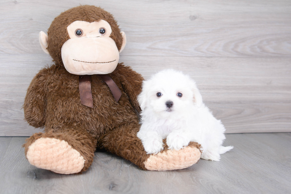 Adorable Maltese Purebred Puppy