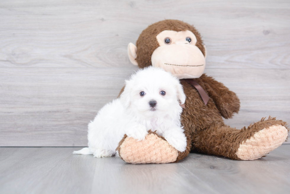 Energetic Maltese Purebred Puppy