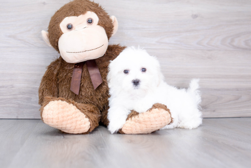 Adorable Maltese Purebred Puppy