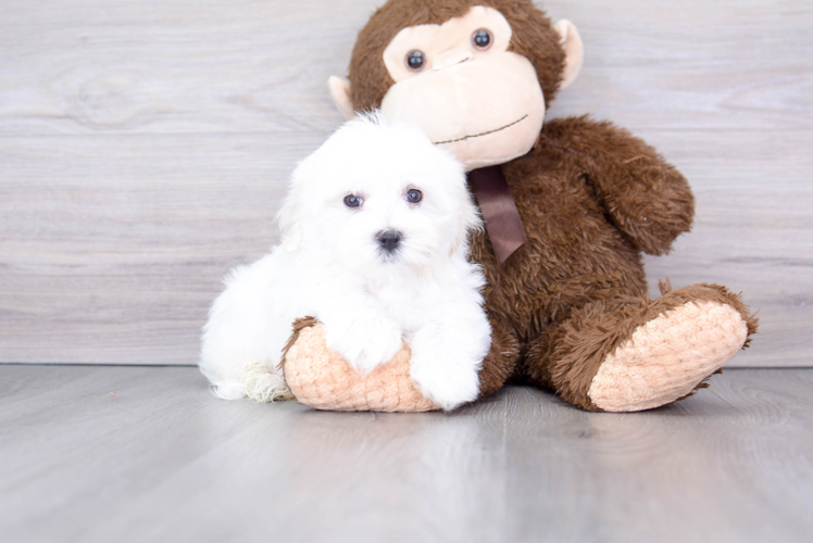 Maltese Puppy for Adoption