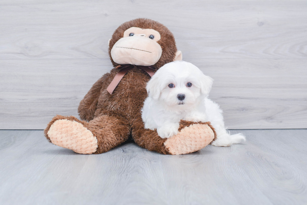 Adorable Maltese Purebred Puppy