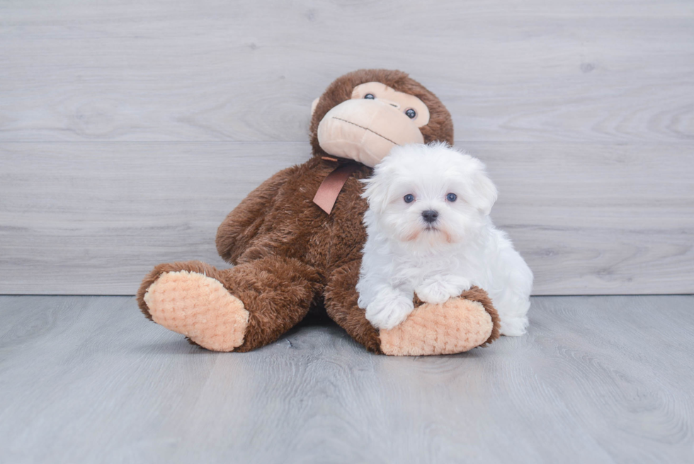 Cute Maltese Purebred Puppy