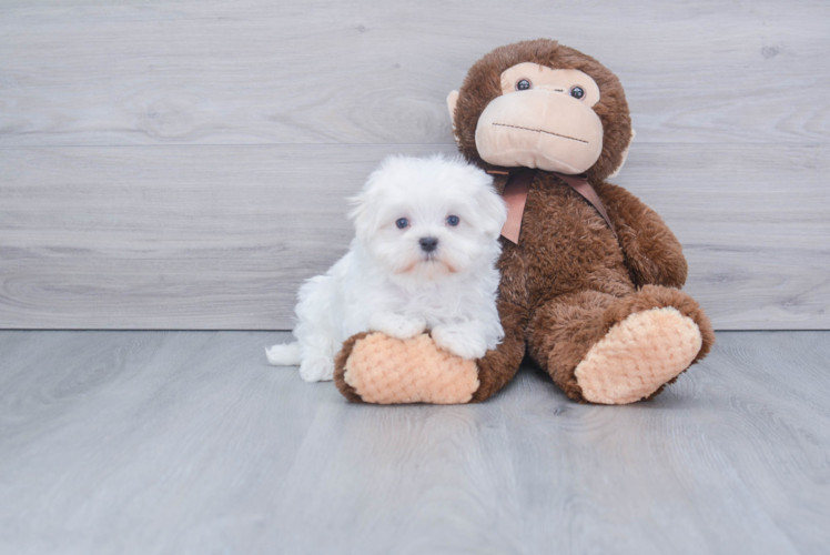 Playful Maltese Baby