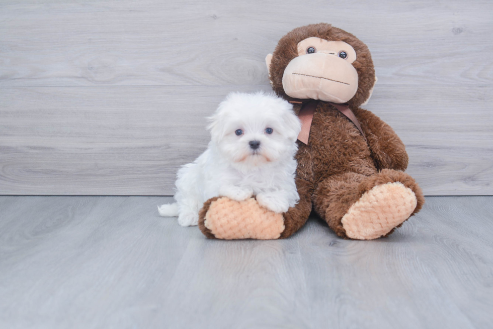 Playful Maltese Baby