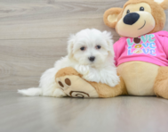 8 week old Maltese Puppy For Sale - Premier Pups