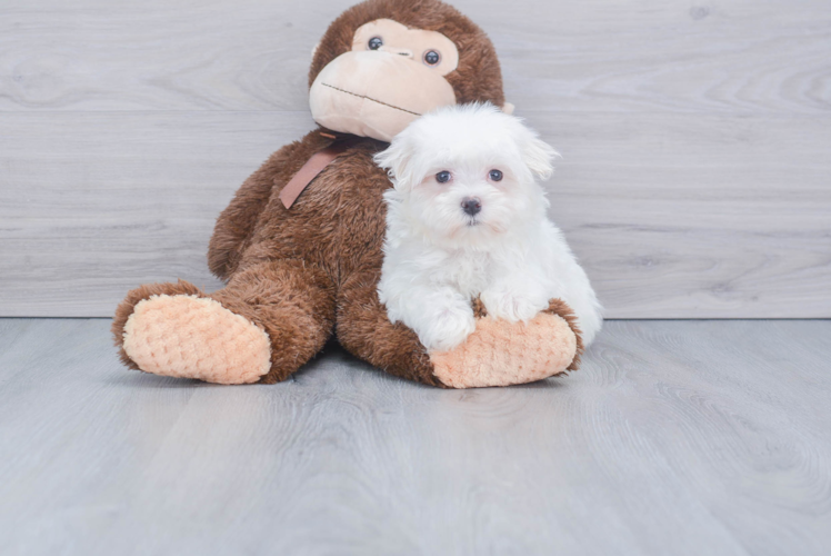 Maltese Pup Being Cute