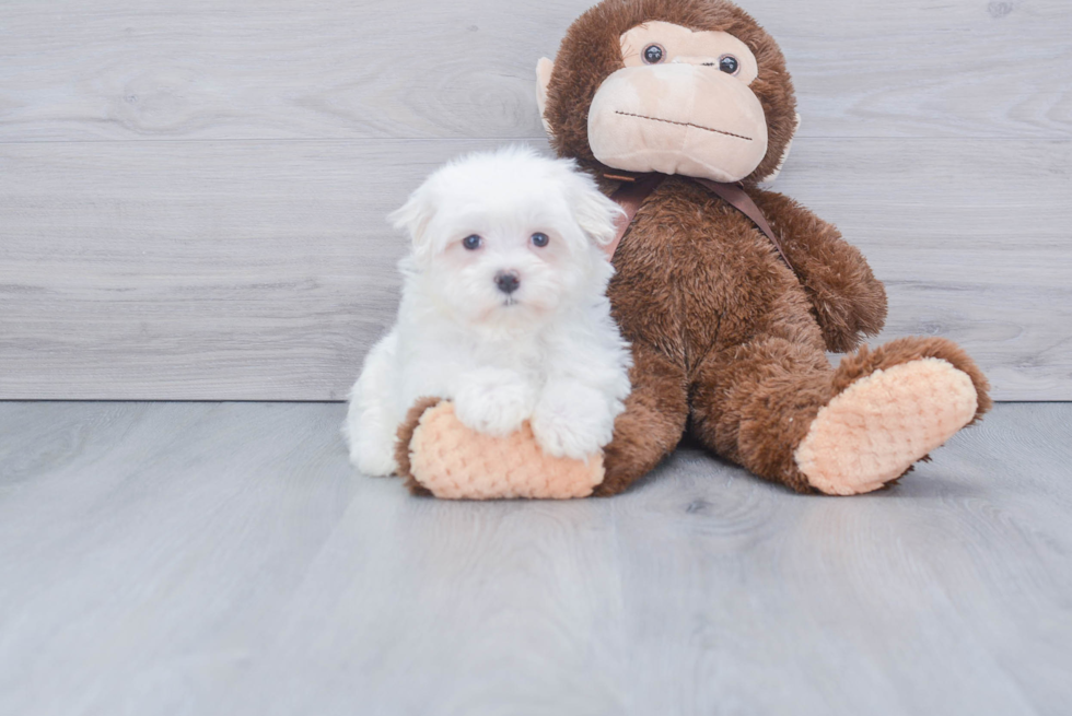 Best Maltese Baby