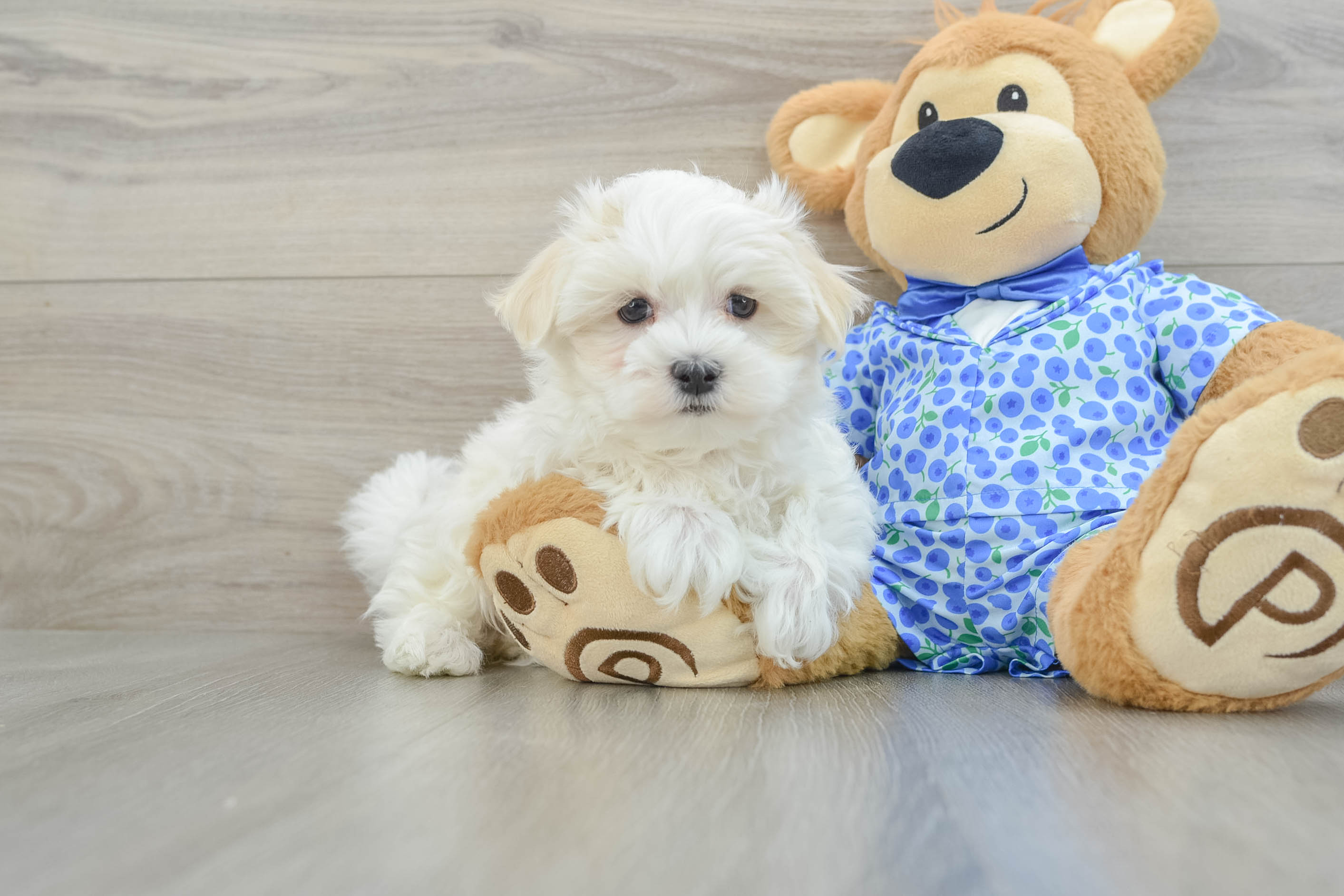 Best Maltese Baby