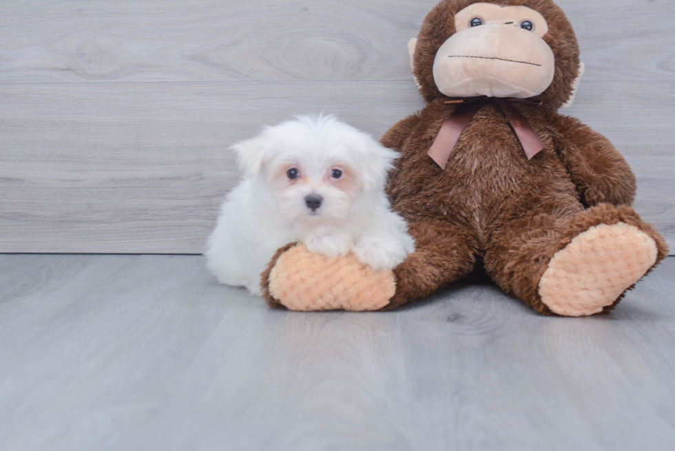 Maltese Pup Being Cute