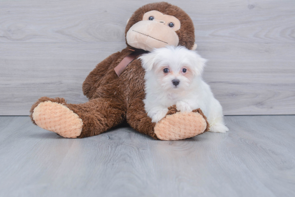 Maltese Pup Being Cute