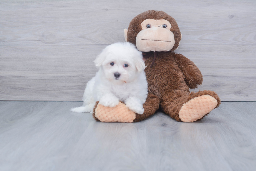 Friendly Maltese Purebred Pup