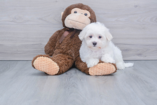 Petite Maltese Purebred Puppy