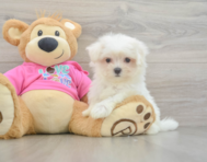 8 week old Maltese Puppy For Sale - Premier Pups