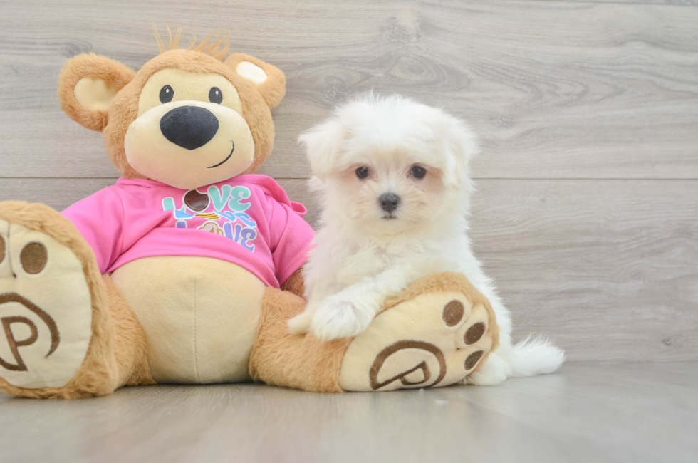 8 week old Maltese Puppy For Sale - Premier Pups