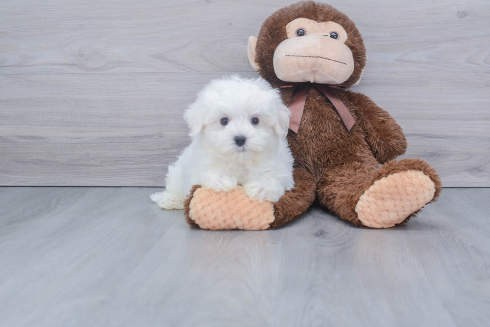 Maltese Pup Being Cute