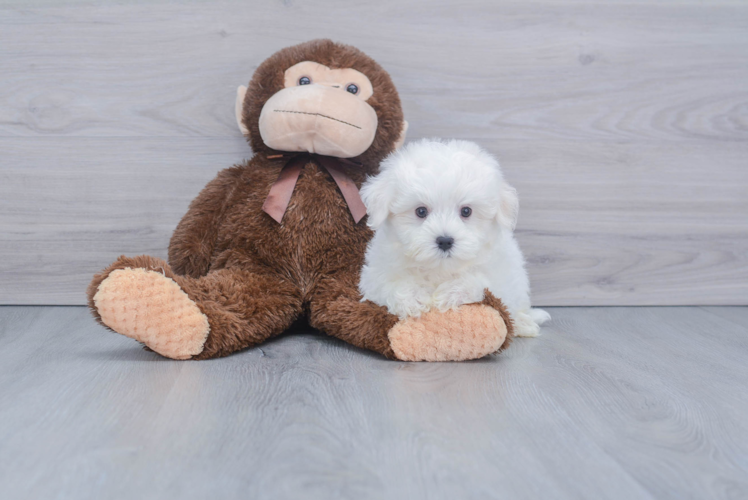 Funny Maltese Baby