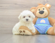 7 week old Maltese Puppy For Sale - Premier Pups