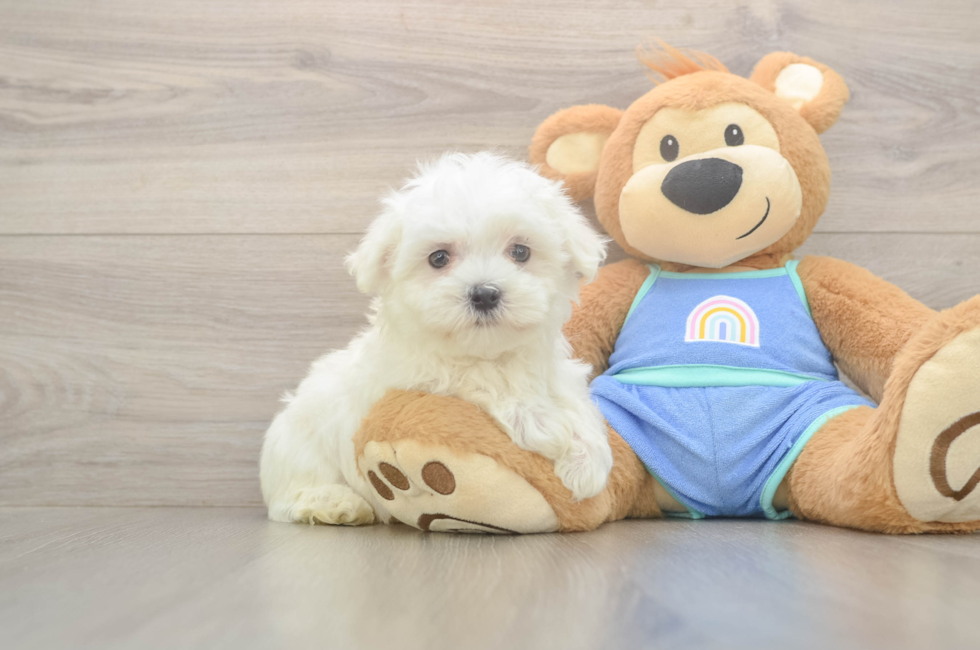 7 week old Maltese Puppy For Sale - Premier Pups