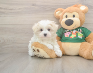10 week old Maltese Puppy For Sale - Premier Pups