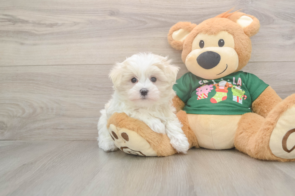 11 week old Maltese Puppy For Sale - Premier Pups