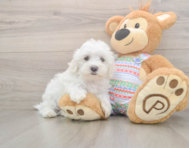 7 week old Maltese Puppy For Sale - Premier Pups
