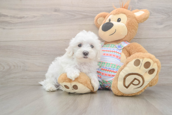 Maltese Pup Being Cute