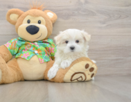 7 week old Maltese Puppy For Sale - Premier Pups
