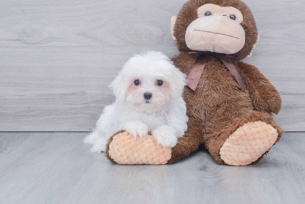 Friendly Maltese Purebred Pup