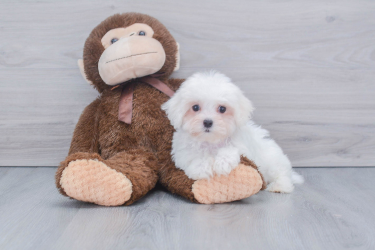 Maltese Pup Being Cute