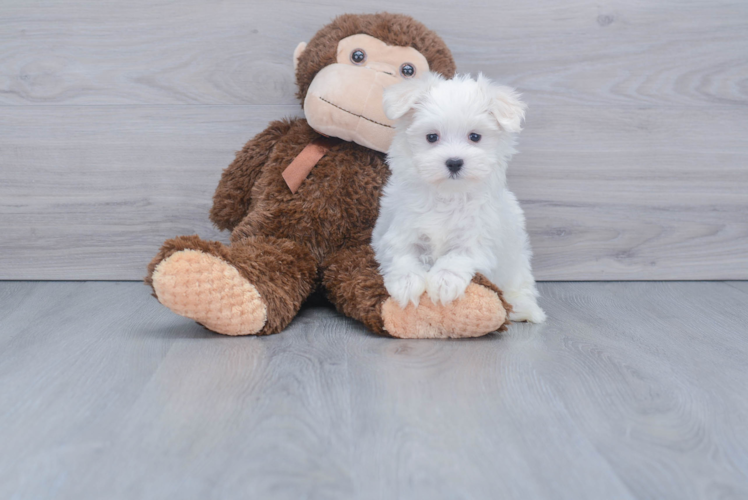 Popular Maltese Purebred Pup