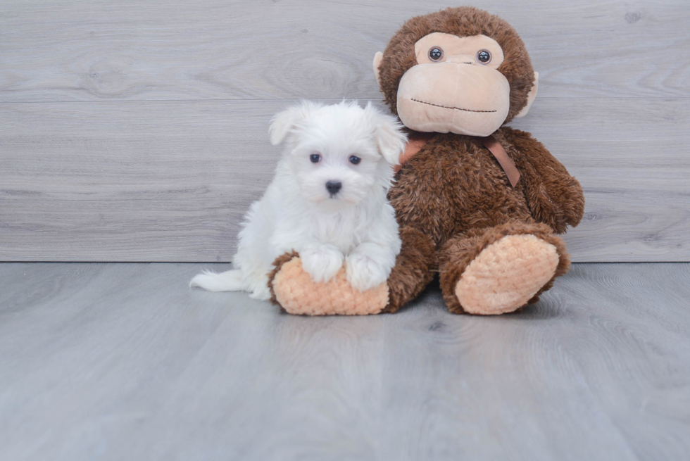 Playful Maltese Baby