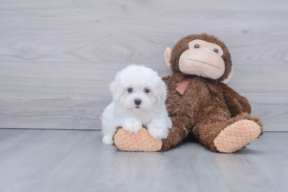 Maltese Puppy for Adoption