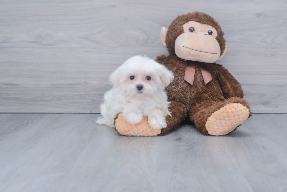 Small Maltese Baby