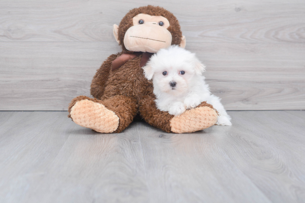 Cute Maltese Purebred Puppy