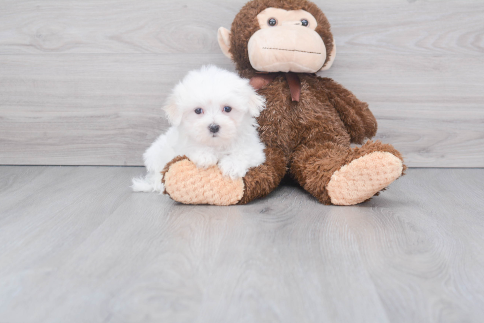 Maltese Pup Being Cute