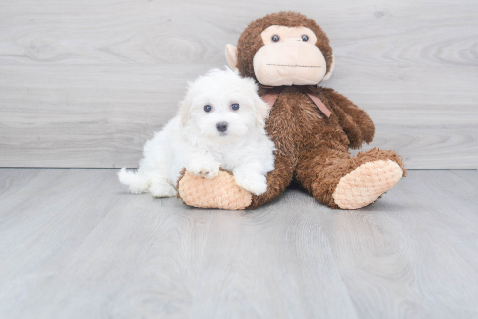 Maltese Pup Being Cute