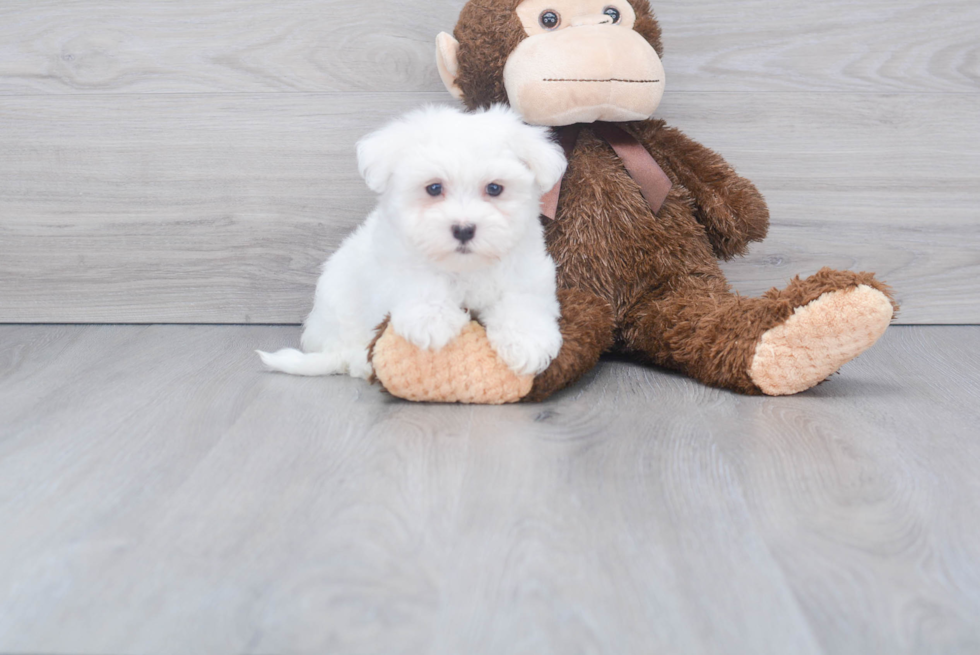 Maltese Pup Being Cute