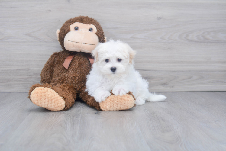 Happy Maltese Purebred Puppy