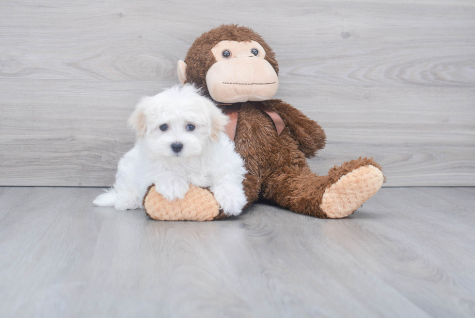 Funny Maltese Baby
